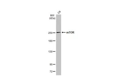 Anti-mTOR antibody [C3], C-term used in Western Blot (WB). GTX101557