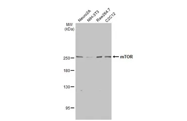 Anti-mTOR antibody [C3], C-term used in Western Blot (WB). GTX101557