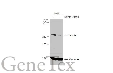 Anti-mTOR antibody [C3], C-term used in Western Blot (WB). GTX101557