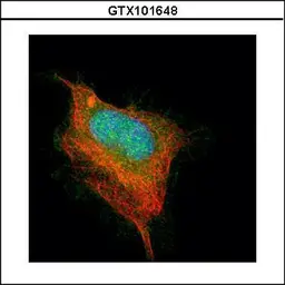 Anti-AChE antibody used in Immunocytochemistry/ Immunofluorescence (ICC/IF). GTX101648