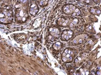 Anti-AChE antibody used in IHC (Paraffin sections) (IHC-P). GTX101648