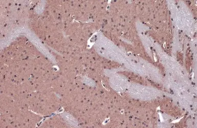 Anti-AChE antibody used in IHC (Paraffin sections) (IHC-P). GTX101648