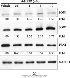 Anti-PRX I antibody [N1C2] used in Western Blot (WB). GTX101705