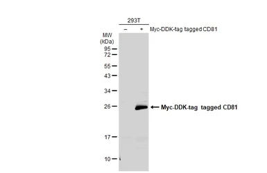 Anti-CD81 antibody used in Western Blot (WB). GTX101766