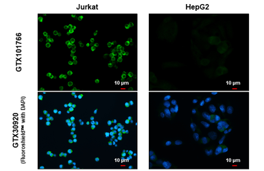Anti-CD81 antibody used in Immunocytochemistry/ Immunofluorescence (ICC/IF). GTX101766