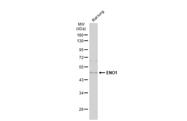 Anti-ENO1 antibody [N3C3] used in Western Blot (WB). GTX101803
