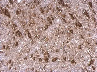 Anti-RPS15 antibody used in IHC (Paraffin sections) (IHC-P). GTX101839