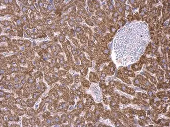 Anti-RPS15 antibody used in IHC (Paraffin sections) (IHC-P). GTX101839