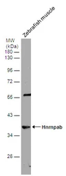 Anti-hnRNP AB antibody used in Western Blot (WB). GTX101852