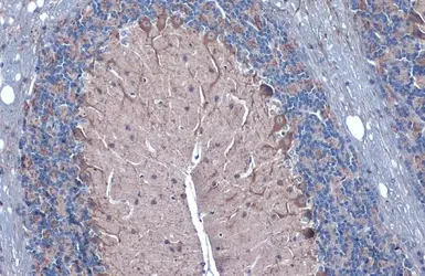 Anti-GAD67 antibody used in IHC (Paraffin sections) (IHC-P). GTX101881