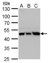 Anti-UQCRC1 antibody used in Western Blot (WB). GTX101896