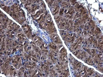 Anti-PHGDH antibody [N1N2], N-term used in IHC (Paraffin sections) (IHC-P). GTX101948
