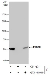 Anti-PHGDH antibody [N1N2], N-term used in Immunoprecipitation (IP). GTX101948