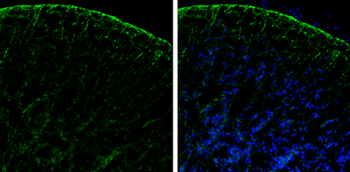 Anti-PHGDH antibody [N1N2], N-term used in IHC (Frozen sections) (IHC-Fr). GTX101948