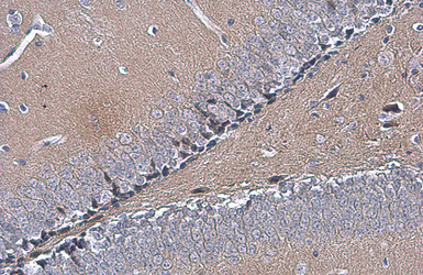 Anti-OTUB1 antibody [N1C1] used in IHC (Paraffin sections) (IHC-P). GTX101973