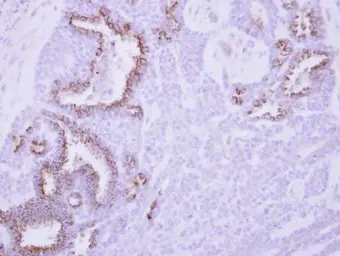 Anti-MCL1 antibody used in IHC (Paraffin sections) (IHC-P). GTX102026