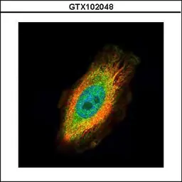 Anti-TRIM27 antibody used in Immunocytochemistry/ Immunofluorescence (ICC/IF). GTX102048