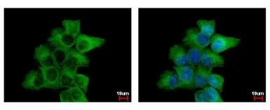 Anti-alpha Tubulin antibody used in Immunocytochemistry/ Immunofluorescence (ICC/IF). GTX102079