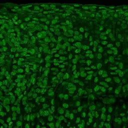 Anti-alpha Tubulin antibody used in IHC (Whole mount) (IHC-Wm). GTX102079