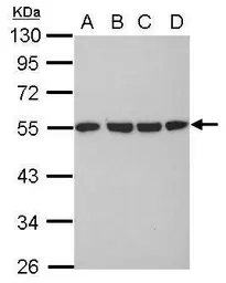 Anti-alpha Tubulin antibody used in Western Blot (WB). GTX102079