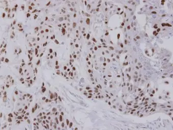Anti-NULP1 antibody [C1C3] used in IHC (Paraffin sections) (IHC-P). GTX102102