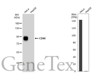 Anti-CD44 antibody used in Western Blot (WB). GTX102111