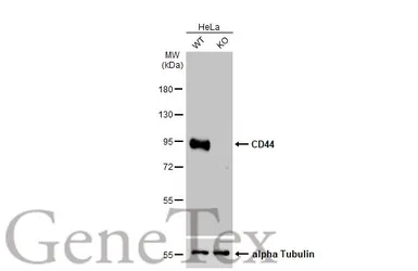 Anti-CD44 antibody used in Western Blot (WB). GTX102111