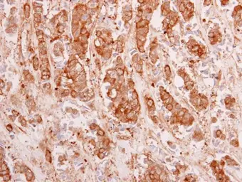 Anti-14-3-3 theta antibody used in IHC (Paraffin sections) (IHC-P). GTX102199