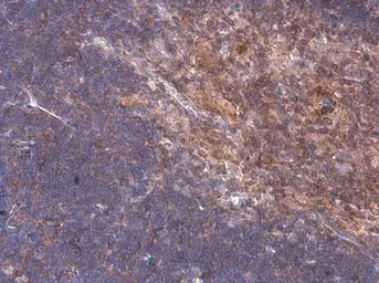 Anti-ARHGEF18 antibody used in IHC (Paraffin sections) (IHC-P). GTX102223