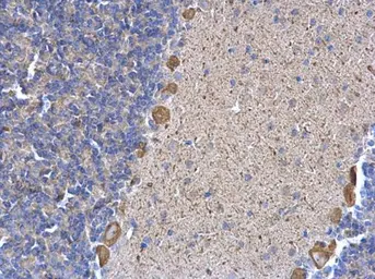 Anti-ERP29 antibody used in IHC (Paraffin sections) (IHC-P). GTX102225