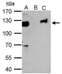 Anti-KAP1 antibody [N3C2], Internal used in Immunoprecipitation (IP). GTX102226
