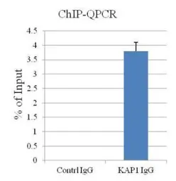 Anti-KAP1 antibody [N3C2], Internal used in ChIP assay (ChIP assay). GTX102226