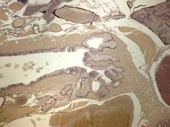 Anti-EEF1A2 antibody used in IHC (Paraffin sections) (IHC-P). GTX102326