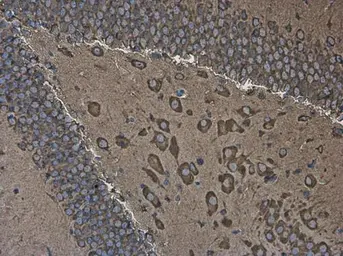 Anti-EEF1A2 antibody used in IHC (Paraffin sections) (IHC-P). GTX102326