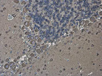 Anti-EEF1A2 antibody used in IHC (Paraffin sections) (IHC-P). GTX102326