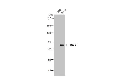 Anti-BAG3 antibody [N1C1] used in Western Blot (WB). GTX102343