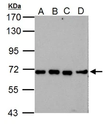 Anti-Nucleoporin p62 antibody used in Western Blot (WB). GTX102359