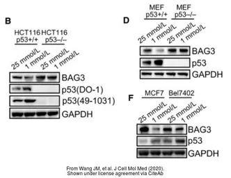 Anti-BAG3 antibody used in Western Blot (WB). GTX102396