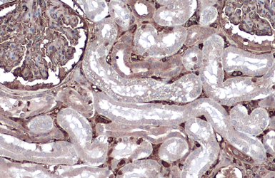 Anti-Albumin antibody used in IHC (Paraffin sections) (IHC-P). GTX102419