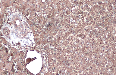 Anti-Albumin antibody used in IHC (Paraffin sections) (IHC-P). GTX102419