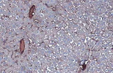 Anti-Albumin antibody used in IHC (Paraffin sections) (IHC-P). GTX102419