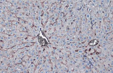 Anti-Albumin antibody used in IHC (Paraffin sections) (IHC-P). GTX102419
