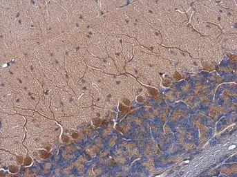 Anti-Tyrosine Hydroxylase antibody [N1C1] used in IHC (Paraffin sections) (IHC-P). GTX102424