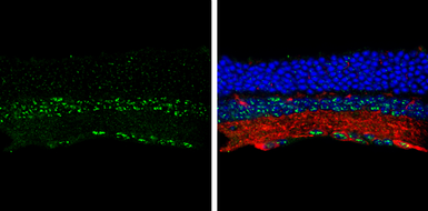 Anti-BMPR1B antibody [N3C3] used in IHC (Frozen sections) (IHC-Fr). GTX102453
