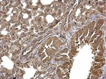 Anti-Dishevelled 3 antibody [N1N2], N-term used in IHC (Paraffin sections) (IHC-P). GTX102509