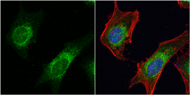 Anti-Dishevelled 3 antibody [N1N2], N-term used in Immunocytochemistry/ Immunofluorescence (ICC/IF). GTX102509