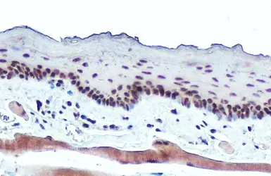 Anti-RPB2 antibody [N1], N-term used in IHC (Paraffin sections) (IHC-P). GTX102535