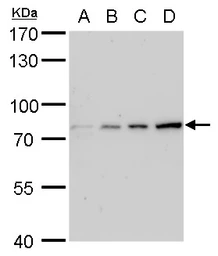 Anti-Grp78 antibody [C2C3], C-term used in Western Blot (WB). GTX102567
