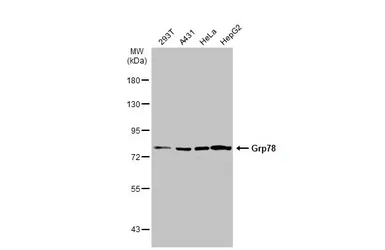 Anti-Grp78 antibody [N2C1], Internal used in Western Blot (WB). GTX102580