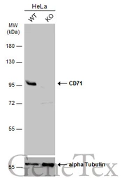 Anti-CD71 antibody [N2C1], Internal used in Western Blot (WB). GTX102596